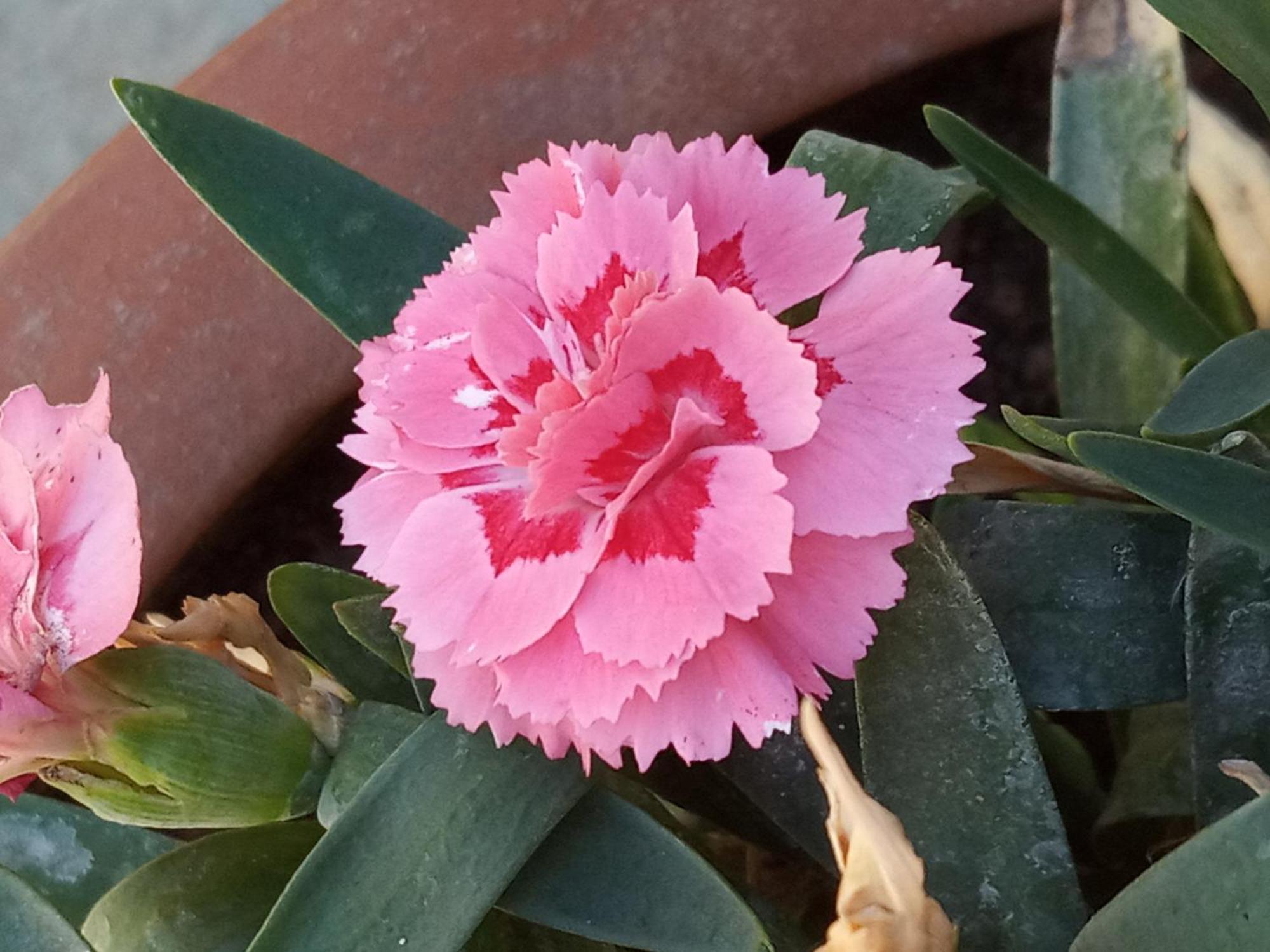 Giaglakis Hébergement de vacances Platis Gialos (Sifnos)