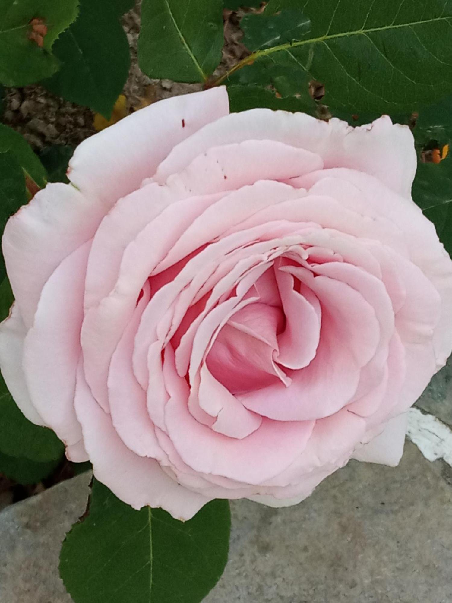Giaglakis Σπίτι διακοπών Platis Gialos (Sifnos)